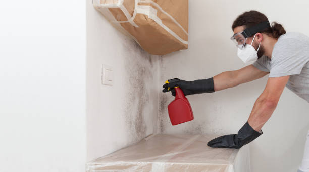 Professional Attic Mold Removal technician working in Trenton, FL