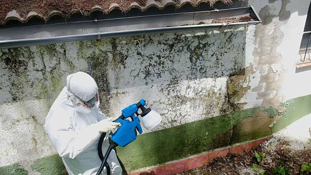 Trusted Mold Inspection service in Trenton, FL - Cheap Mold Removal